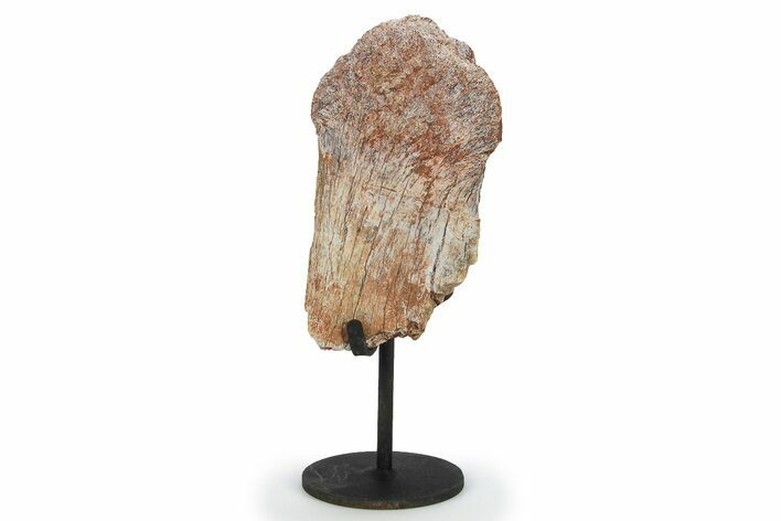 Fossil Sauropod Vertebra Section w/ Metal Stand - Colorado #294905